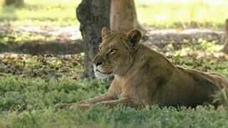 Lahore Safari Park